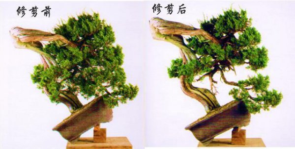 Làm thế nào để cắt tỉa bonsai? Làm thế nào để cắt tỉa bonsai?
