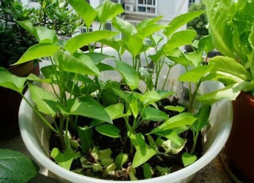 Cách làm rau bina nước là rau bina là gì