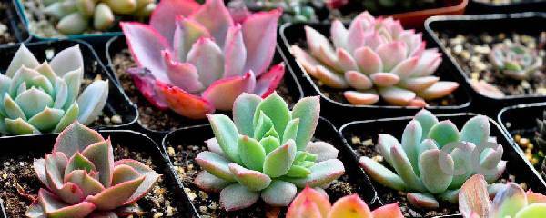 Làm thế nào để nâng cao xương rồng trong mùa mưa? Giải thích chi tiết về các phương pháp bảo trì cho các loài mọng nước trong mùa mưa