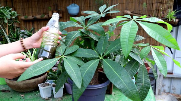 Làm thế nào để nuôi những kẻ mọng nước của cây tiền