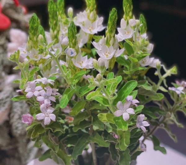Liệu Croaker có nở hoa không? Liệu Croaker sẽ nở hoa quá?