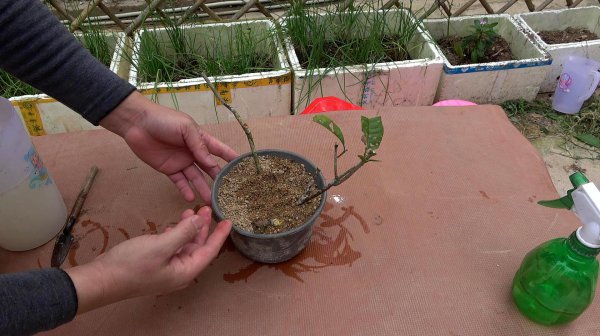 Cách cắt tỷ lệ sống cao nhất của cây Osmanthus và các mẹo để cải thiện tỷ lệ sống sót của cây Osmanthus