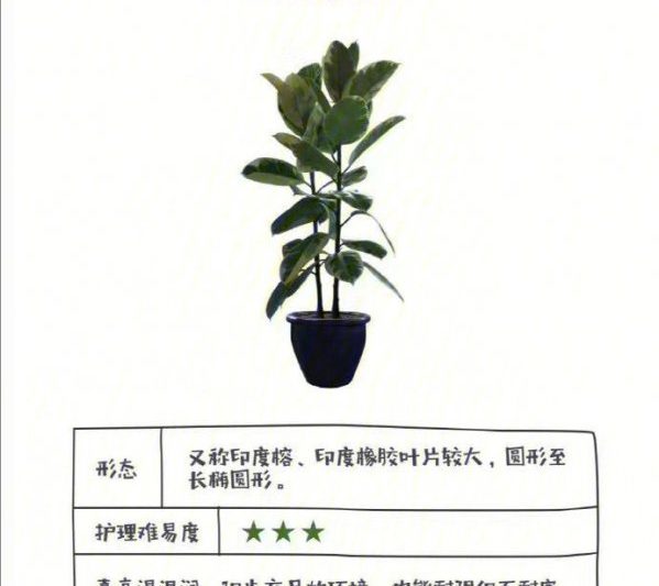 Các phương pháp nhân giống và biện pháp phòng ngừa cho Quảng Đông Viêng Chuyện là gì