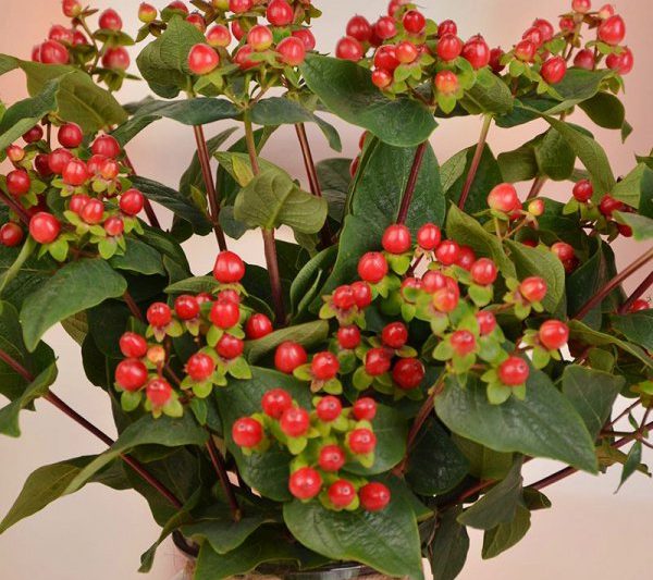 Đậu đỏ có nở không? Đậu đỏ có thể nở không?
Đậu đỏ sẽ nở?