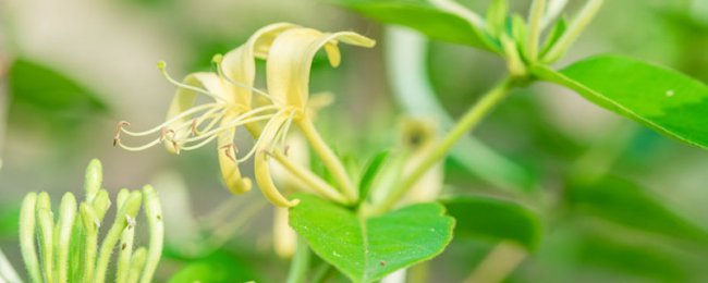 Honeysuckle Blossom Time Mẹo bảo trì Honeysuckle trong bốn mùa