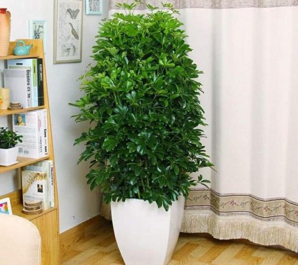 Làm thế nào để trồng một cây giàu có tốt? Làm thế nào để duy trì một cây giàu có một cách hiệu quả để thúc đẩy sự tăng trưởng lành mạnh của nó?