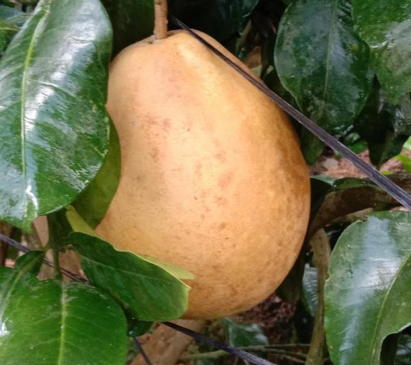 Bao nhiêu kg mật ong pomelo mỗi mu được sản xuất? Bao nhiêu kg mật ong pomelo mỗi mu được sản xuất?