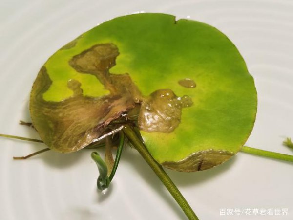 Lá khô của hoa sen là gì? Tại sao hoa sen khô héo?