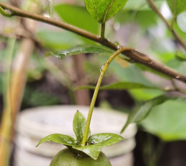 Trái cây của đá cẩm thạch vàng có thể được ăn không? Là trái cây của nữ hoàng lụa vàng có thể ăn được không?