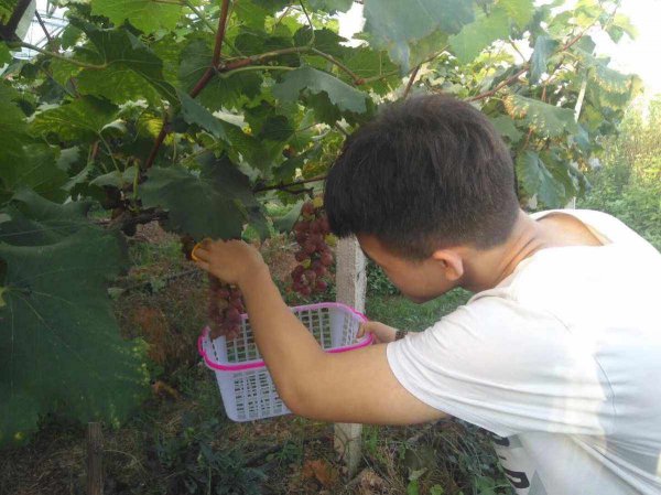 Học công nghệ hái nho học công nghệ hái nho
Kỹ năng chọn nho Master