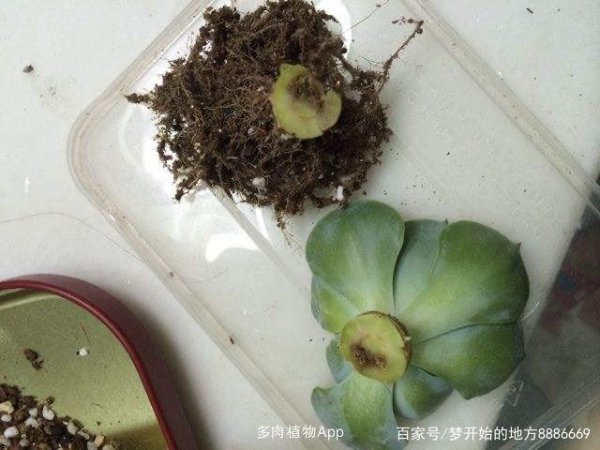 Làm thế nào để đối phó với các loài mọng nước băm nhỏ? Cách đối phó với Cut Cutculents
