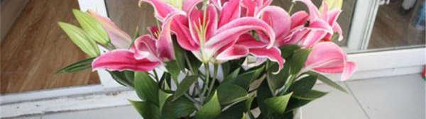 Làm thế nào để giữ cho Lily tươi làm thế nào để giữ hoa Lily