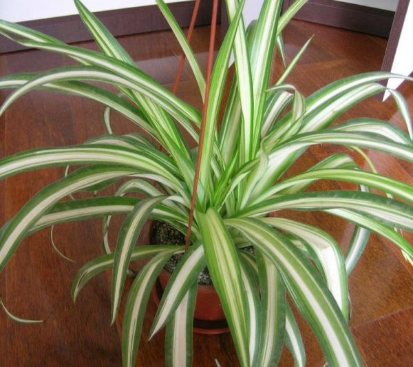 Cây nhện có viền vàng có thể tiếp xúc với mặt trời không? Liệu cây nhện có viền vàng có cần phải tiếp xúc với mặt trời không?