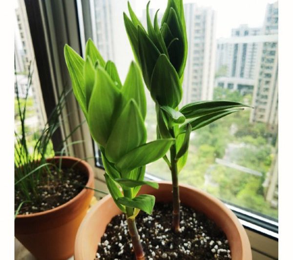 Lily có cần được tưới nước sau khi tái sử dụng không? Cây Lily có cần được tưới nước sau khi tái sử dụng không?