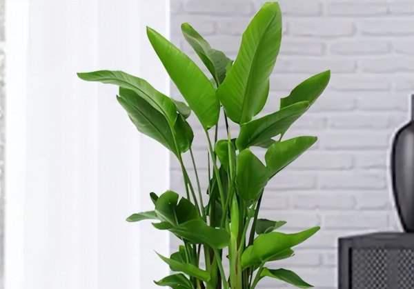 Làm thế nào để nuôi những cây xanh của Bird of Paradise? Trồng và bảo trì cây xanh của Bird of Paradise (2)