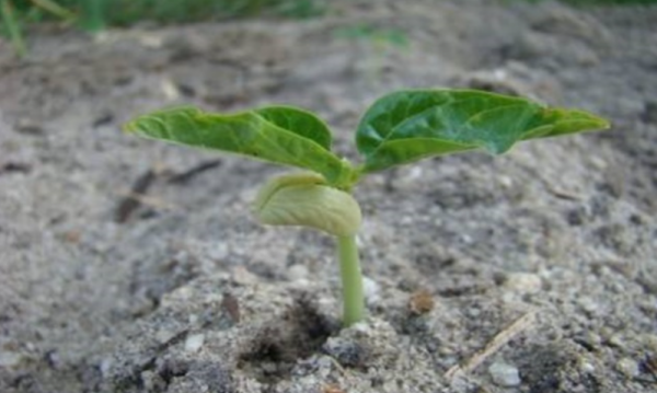 Còi này đã nảy mầm bao nhiêu ngày và khai quật? Mất bao lâu để thu hoạch?