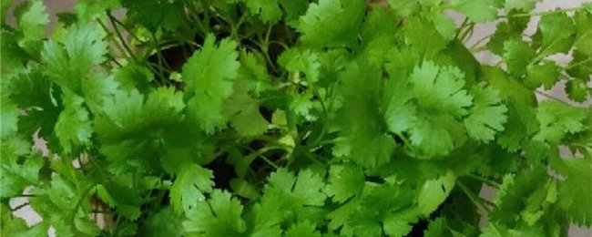 Rau mùi có thể được mọc lên trong chậu cây? Phân tích đầy đủ các kỹ năng trồng rau mùi