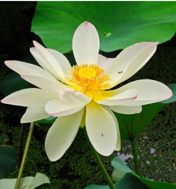 Các đặc điểm chính của Lotus là gì? Làm thế nào để mô tả nó?