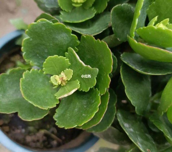 Tôi nên làm gì nếu lá héo hoa Changshou? Tôi nên làm gì nếu lá hoa Changshou co lại?