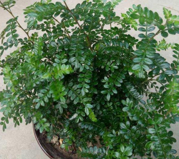 Gỗ thơm có thích Âm hay Dương không? Gỗ thơm có thích Âm hay Dương không?