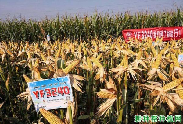 YF3240 Hạt giống ngô Giới thiệu YF3240 Tóm tắt hạt ngô