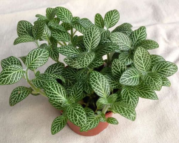 Bạn có cần di chuyển trong nhà vào mùa đông? Bạn sẽ bị đóng băng đến chết? Giới thiệu về các loại thực vật sợ hãi (2)