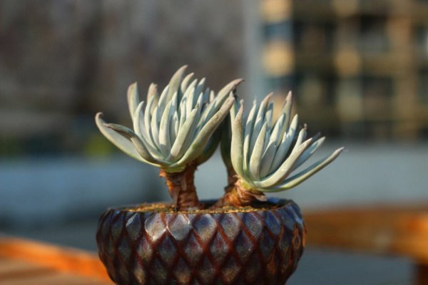 Tại sao những người mọng nước trong Fairy Cup đắt tiền? Tại sao những người mọng nước trong Fairy Cup đắt tiền?