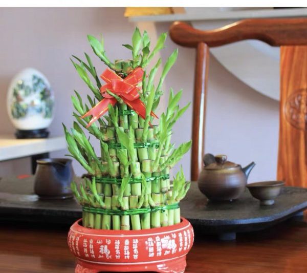 Chi phí bao nhiêu để có một cái nồi? Chi phí bao nhiêu để có một cây trồng trong chậu?