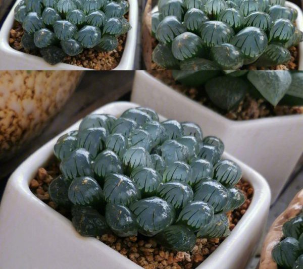 Làm thế nào để giữ cho Ice Lantern Jade Dew Sour và thay đổi màu sắc? Làm thế nào để giữ cho Ice Lantern Jade Dew Sour và thay đổi màu sắc?