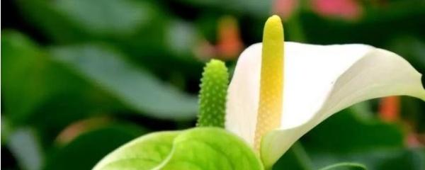 Làm thế nào để sinh sản lòng bàn tay trắng? Làm thế nào để nhân giống lòng bàn tay và biện pháp phòng ngừa màu trắng