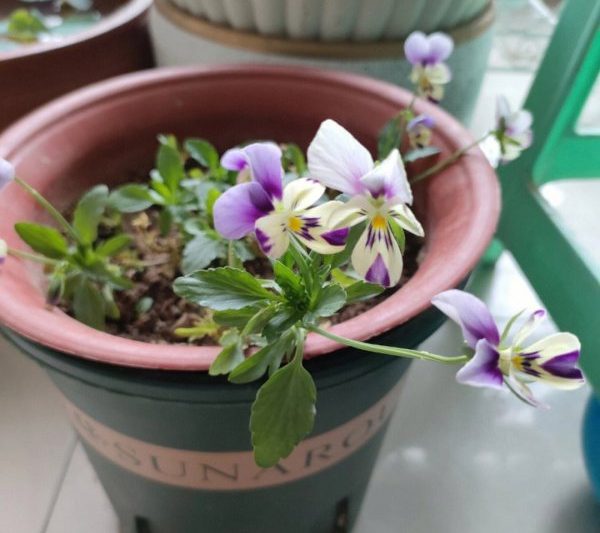 Làm thế nào để cắt gấu trúc sừng để làm cho nó trông đẹp? Làm thế nào để cắt gấu trúc sừng để làm cho nó đẹp hơn?