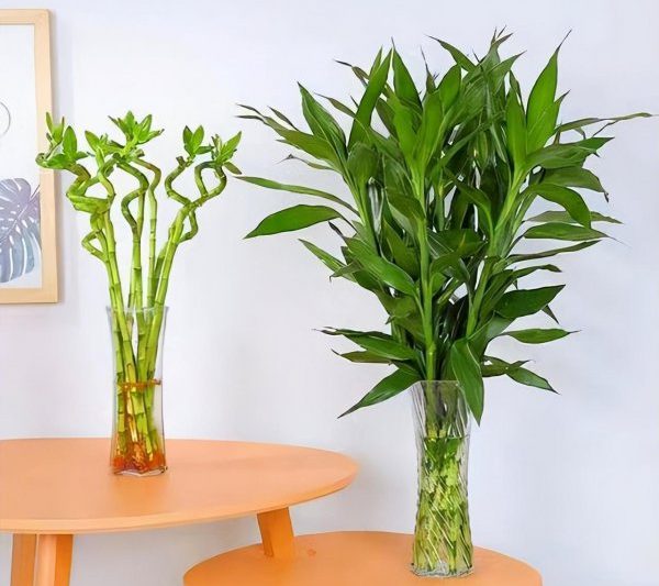 Có bao nhiêu tre nước tốt để may mắn? Mô tả ngắn gọn cách chính xác để nâng tre nước