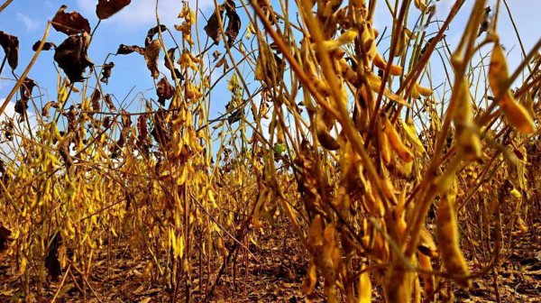 Giới thiệu về 34 loại đậu tương của Qihuang Giới thiệu về 34 loại đậu tương của Qihuang