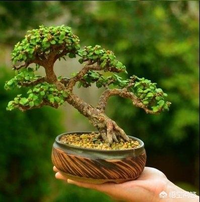 Hình ảnh những đống cũ của cành vàng và lá ngọc. Phương pháp tái tạo cành vàng và lá ngọc (3)