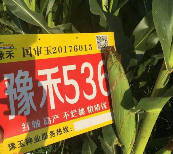 Giới thiệu về Yuhe 196 Tóm tắt các giống ngô của Yuhe 196 Corn