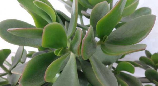 Sự khác biệt giữa Swallow Palm và Yushu là gì? Giới thiệu về sự khác biệt giữa hai