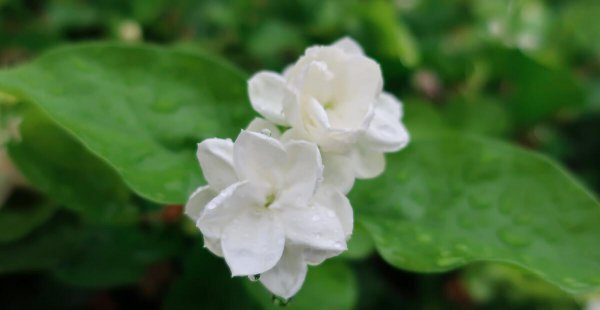 Có tốt để nuôi hoa nhài ở nhà không? Phong thủy của hoa nhem đang trồng là quan trọng nhất