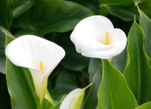 Hoa đại diện cho Leo là bông hoa của Leo là gì