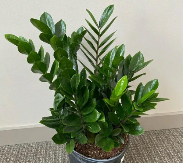 Nơi nào là nơi thịnh vượng nhất cho cây tiền trong nhà? Phòng khách của cây tiền được đặt chính xác