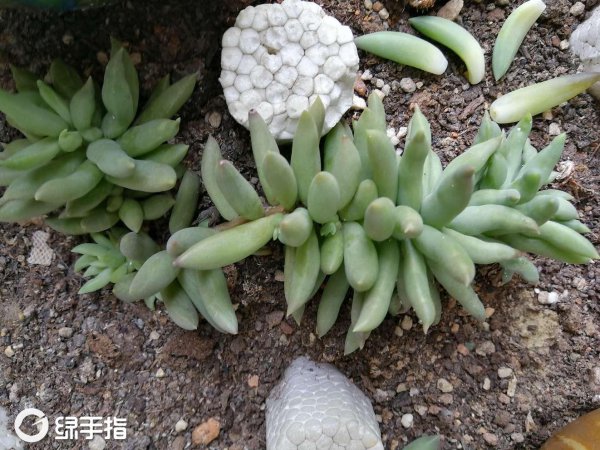 Làm thế nào để chia tay hàng ngàn Phật Làm thế nào để tái tạo hàng ngàn Phật?
