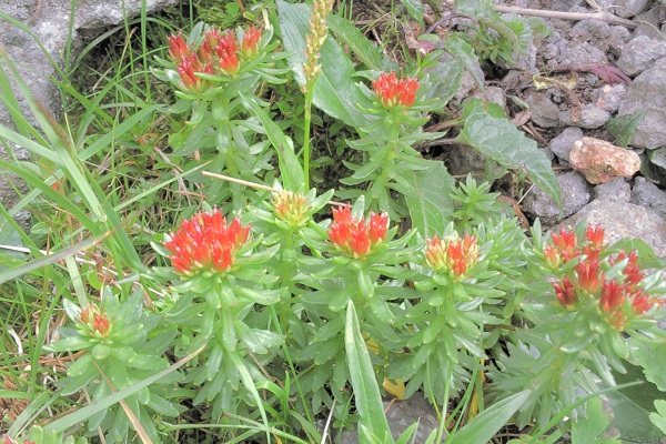Những tác động kỳ diệu của Rhodiola là gì? Một phân tích đầy đủ về các chức năng và việc sử dụng Rhodiola