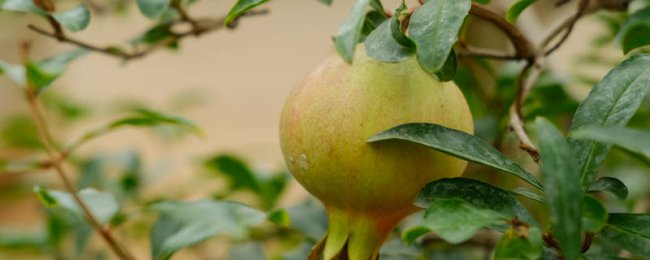 Tôi nên chọn cây nào để duy trì nhà và thịnh vượng? Khuyến nghị sáu nhà máy chính cho thành phố gia đình