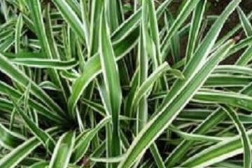 Làm thế nào để nuôi cây nhện có viền bạc tốt? Những điều cần lưu ý khi duy trì cây nhện