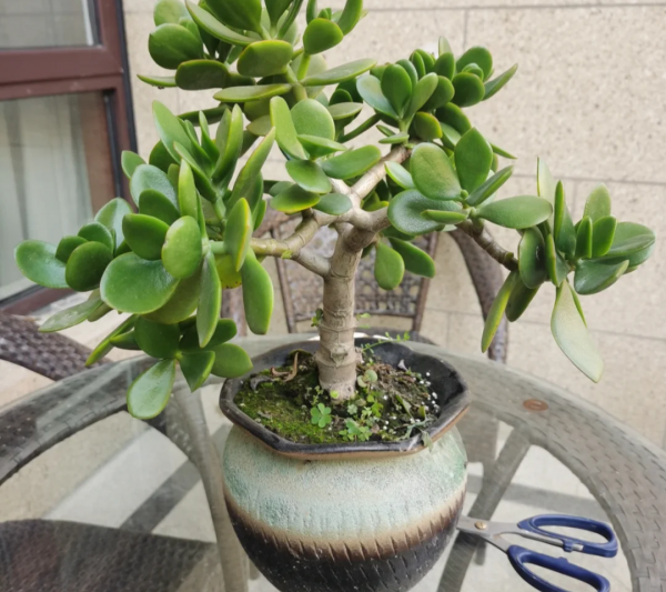 Làm thế nào Yushu có thể phát triển nhanh và mạnh mẽ? Làm thế nào Yushu có thể phát triển nhanh chóng và phát triển mạnh mẽ?