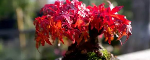 Làm thế nào để sinh sản cây phong đỏ? Cách nhân giống cây phong đỏ và các biện pháp phòng ngừa