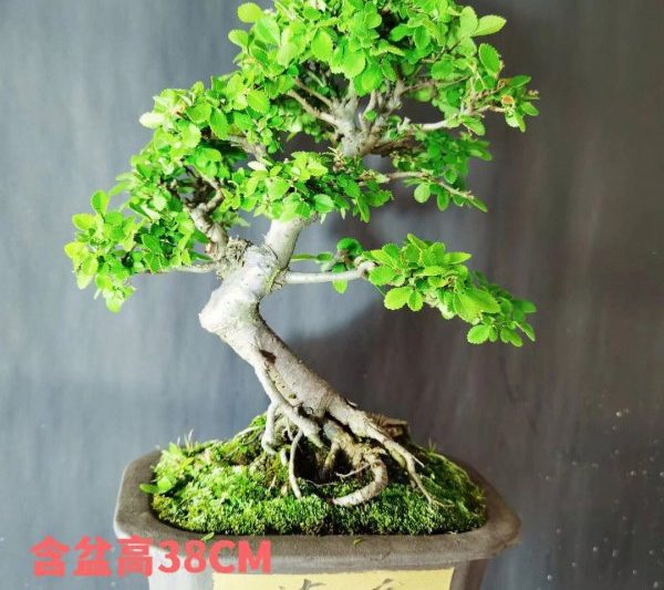 Làm thế nào để duy trì Bell Bonsai và các biện pháp phòng ngừa lá cây lá nhỏ