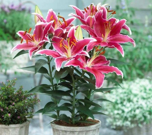 Cây trồng chậu hoa lily có thể nở hoa bao nhiêu lần trong một năm? Cây trồng chậu hoa lily có thể nở hoa bao nhiêu lần trong một năm?