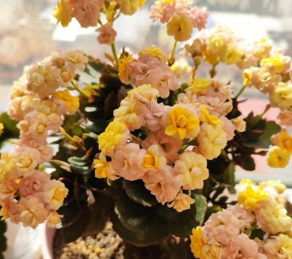 Changshouhua thích ánh nắng hay bóng râm? Changshouhua có nên thích hợp cho ánh nắng mặt trời hay bóng râm?