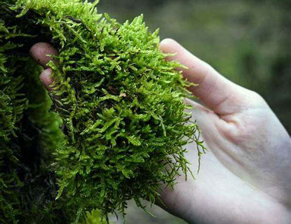 Cách sử dụng rêu để định hình cách tự tạo khung rêu