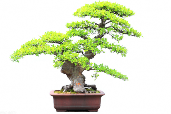 Làm thế nào để nuôi elm bonsai làm thế nào để nuôi elm chậu cây